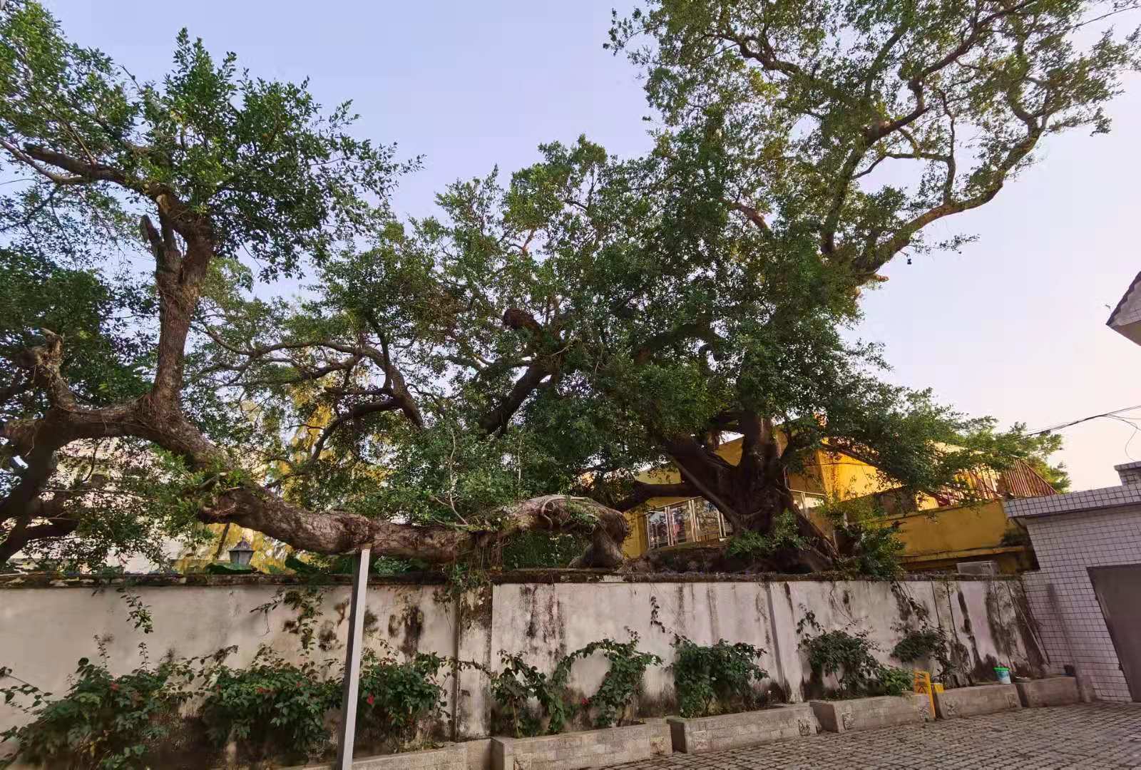 深圳哪些地方适合公司出游办年会—莫默（南澳店）案例