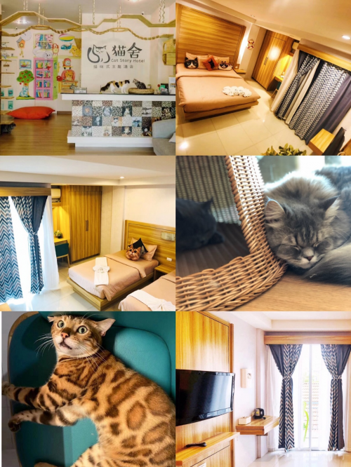 演员张佳荣游普吉岛意外发现 猫舍酒店Cat story hotel