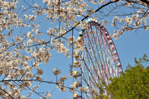 【日本】东京探店：各种美貌的樱花限定！