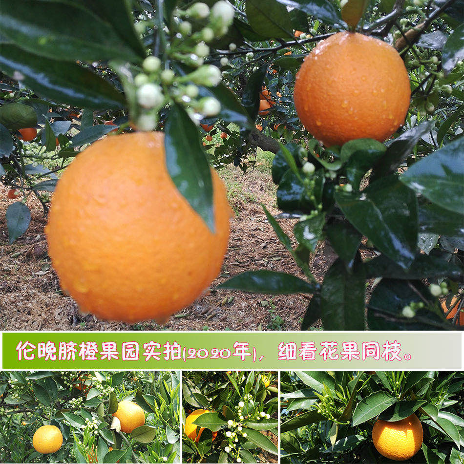 东呈爱心助农 以“积分+现金”助力秭归脐橙外销、回馈3500万会员