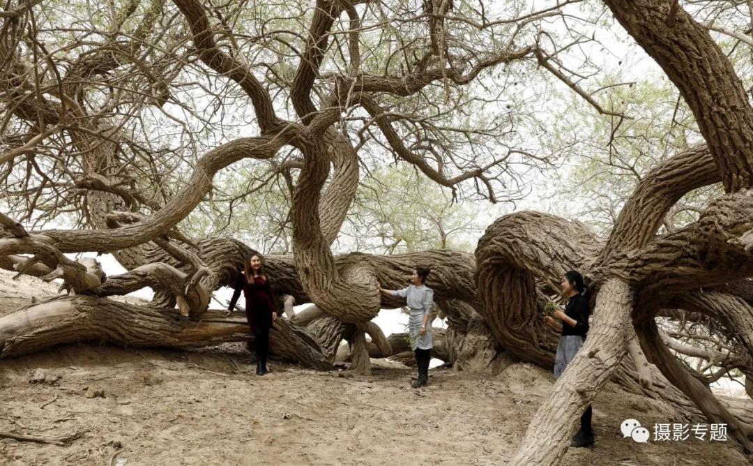 和田奇景——九头柳