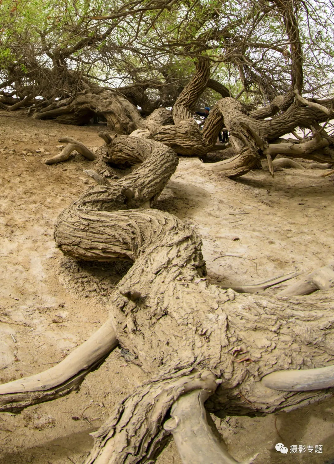 和田奇景——九头柳
