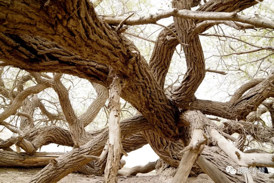 和田奇景——九头柳