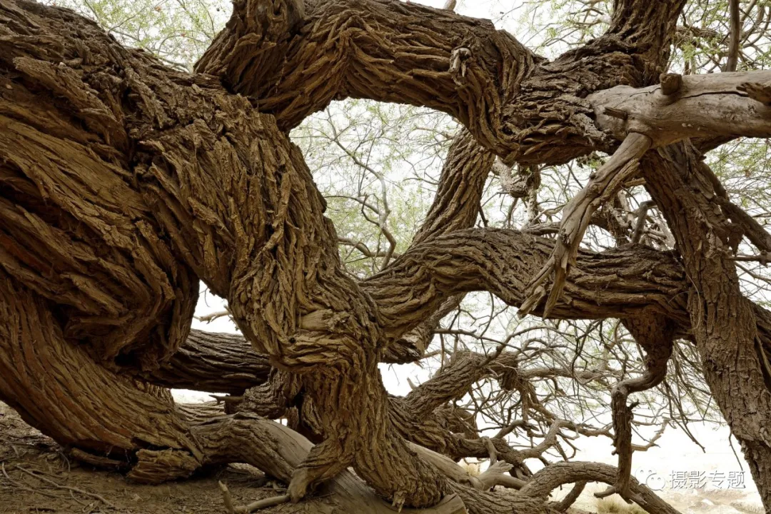 和田奇景——九头柳