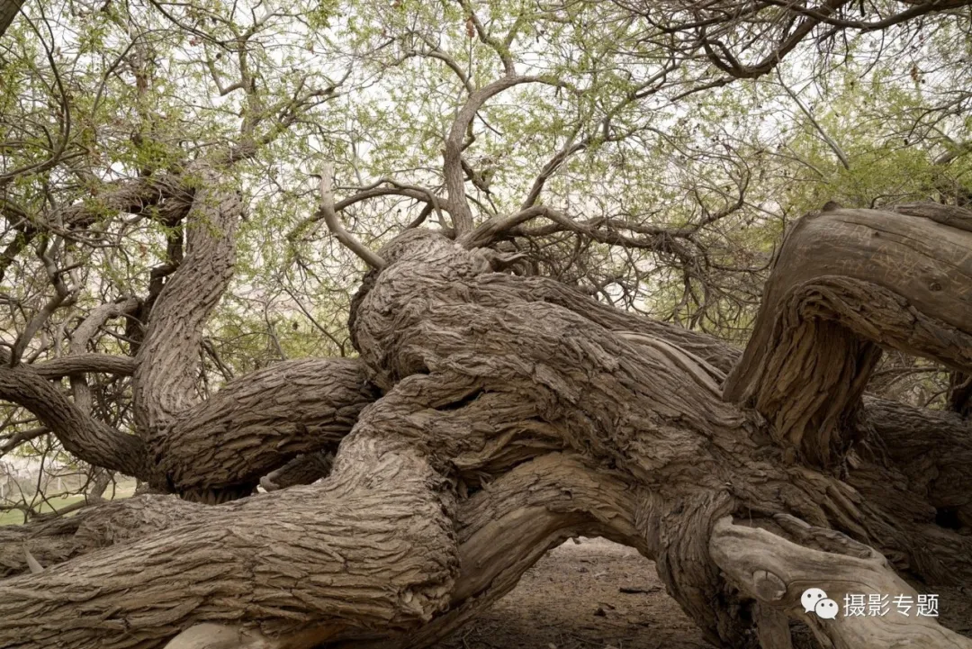 和田奇景——九头柳