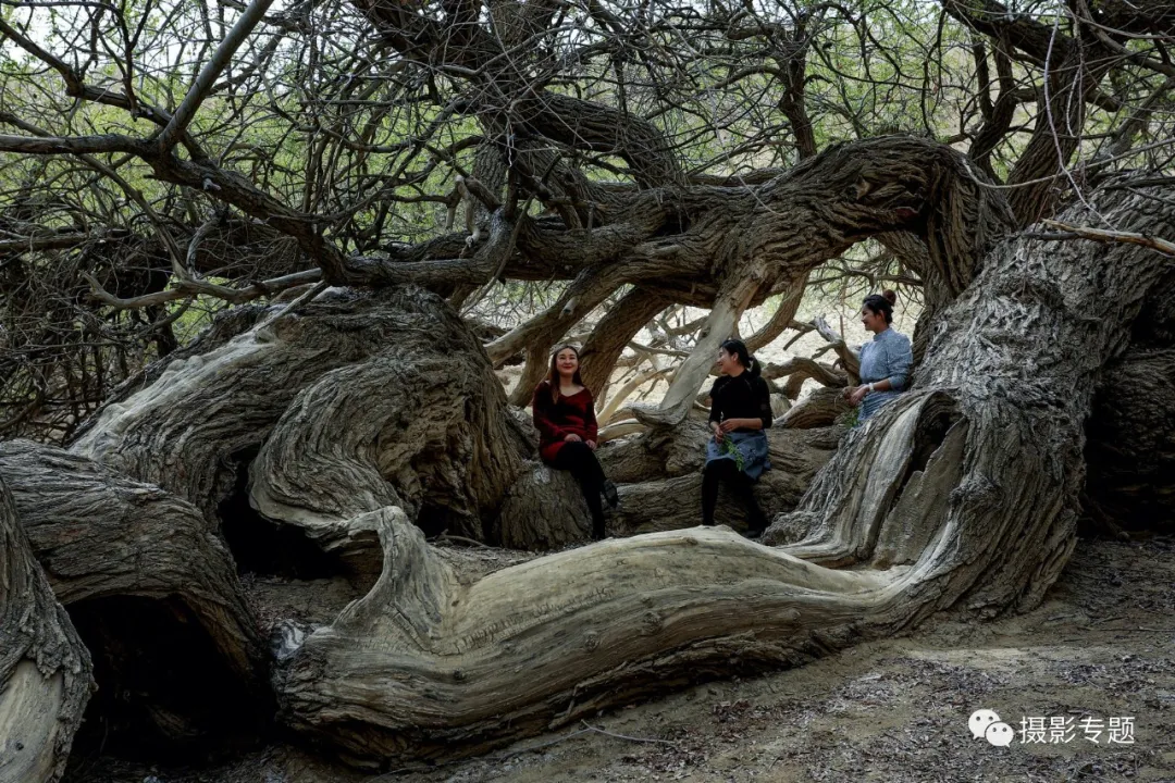 和田奇景——九头柳