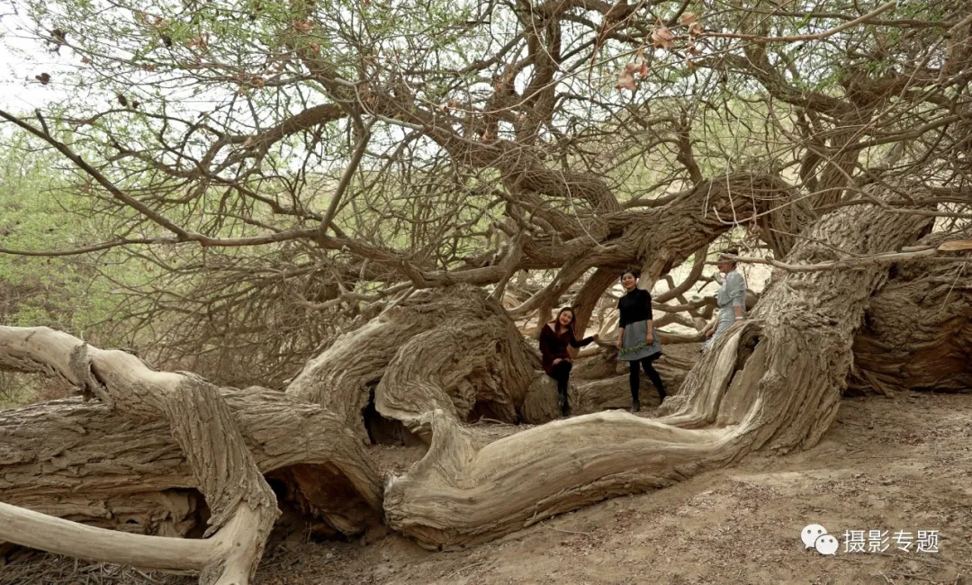 和田奇景——九头柳