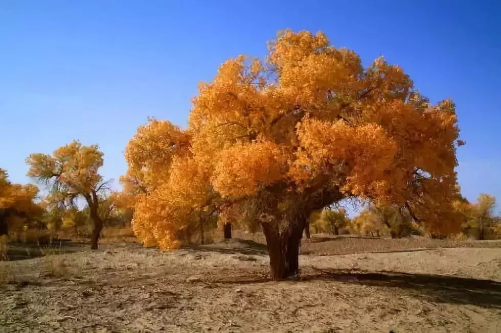 速看！五一期间，和田最火旅游路线出炉！