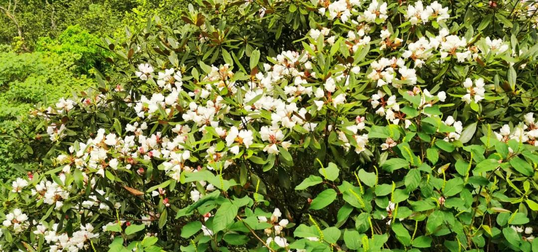 花间直播醉浪漫丨2020三清山“高山杜鹃赏花月”活动火爆开启