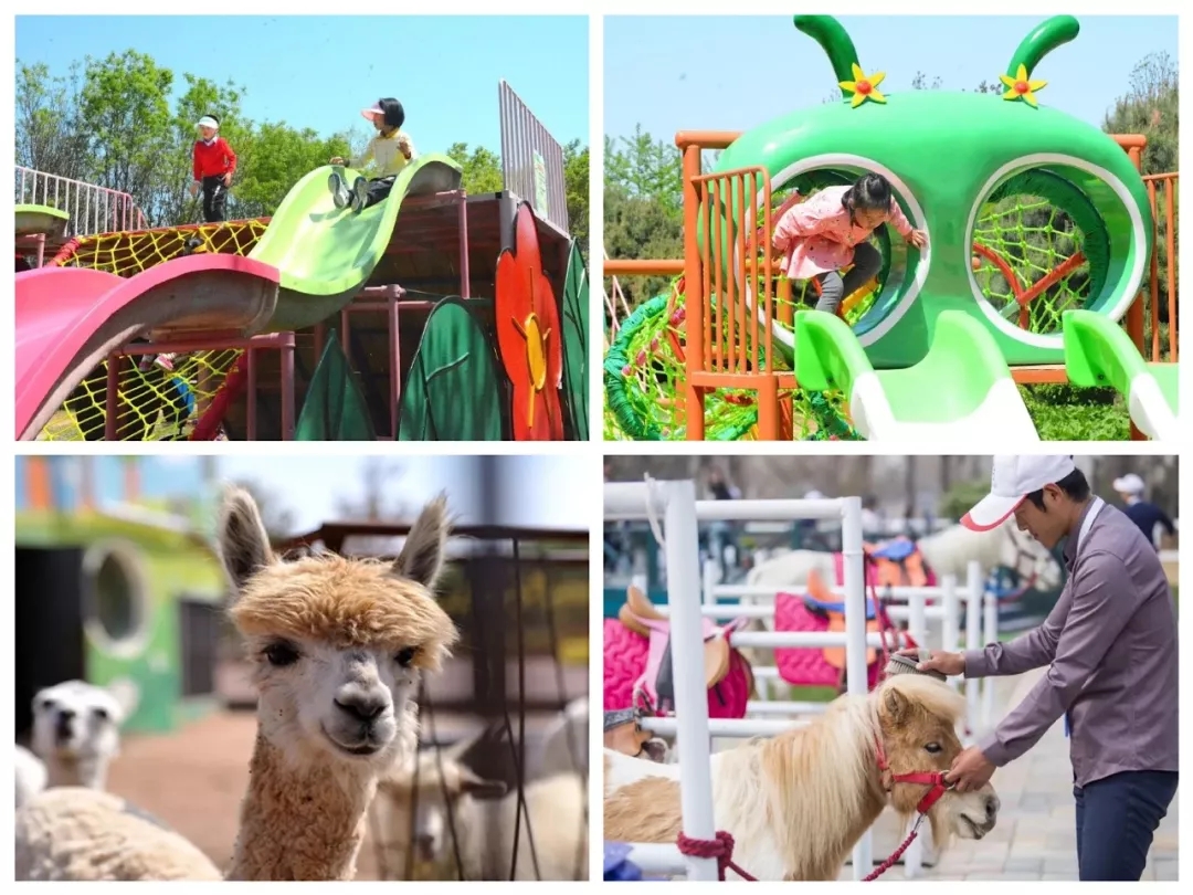 菊满蝶舞·星宿花间 第十二届北京菊花文化节华丽开幕